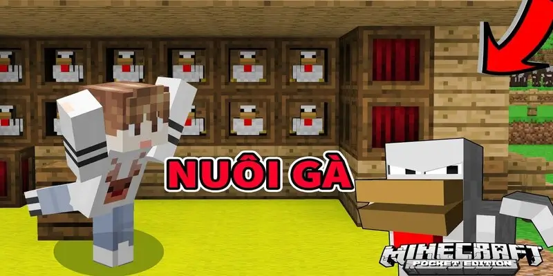 Cùng MK Sports tìm hiểu cách nuôi gà trong Minecraft